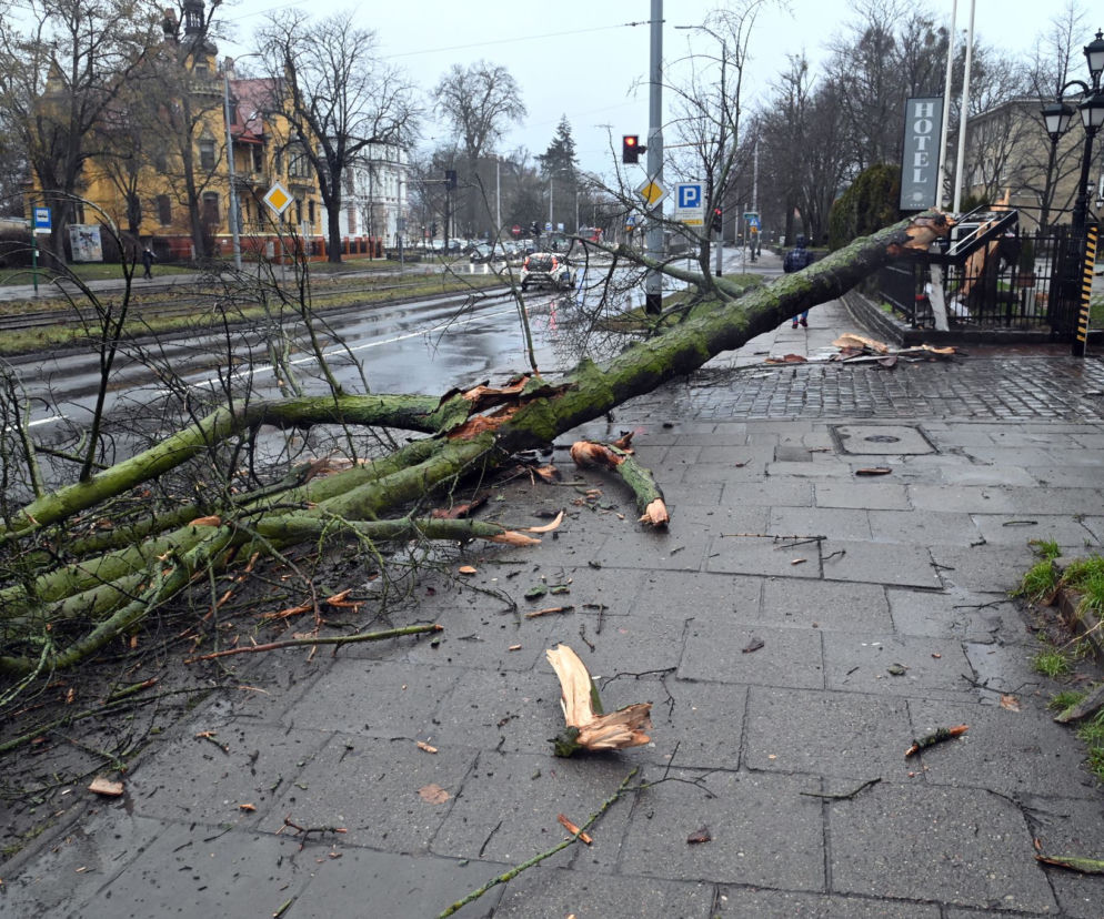 Połamane drzewa w Szczecinie