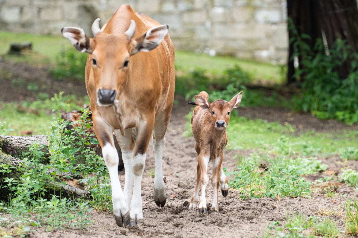 We wrocławskim zoo urodziły się dwa bantengi jawajskie