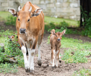 We wrocławskim zoo urodziły się dwa bantengi jawajskie