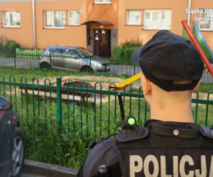 Na jednym z osiedli popłoch siał... dzik śpiący w piaskownicy!