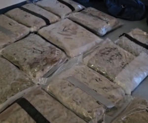 Policja przejęła 49 kg marihuany