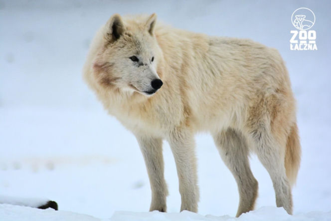 Takiego ZOO w Polsce jeszcze nie było! Chata polarna z wilkami to absolutny hit