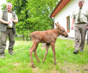 LEŚNICY OCALILI ŁOSZAKA