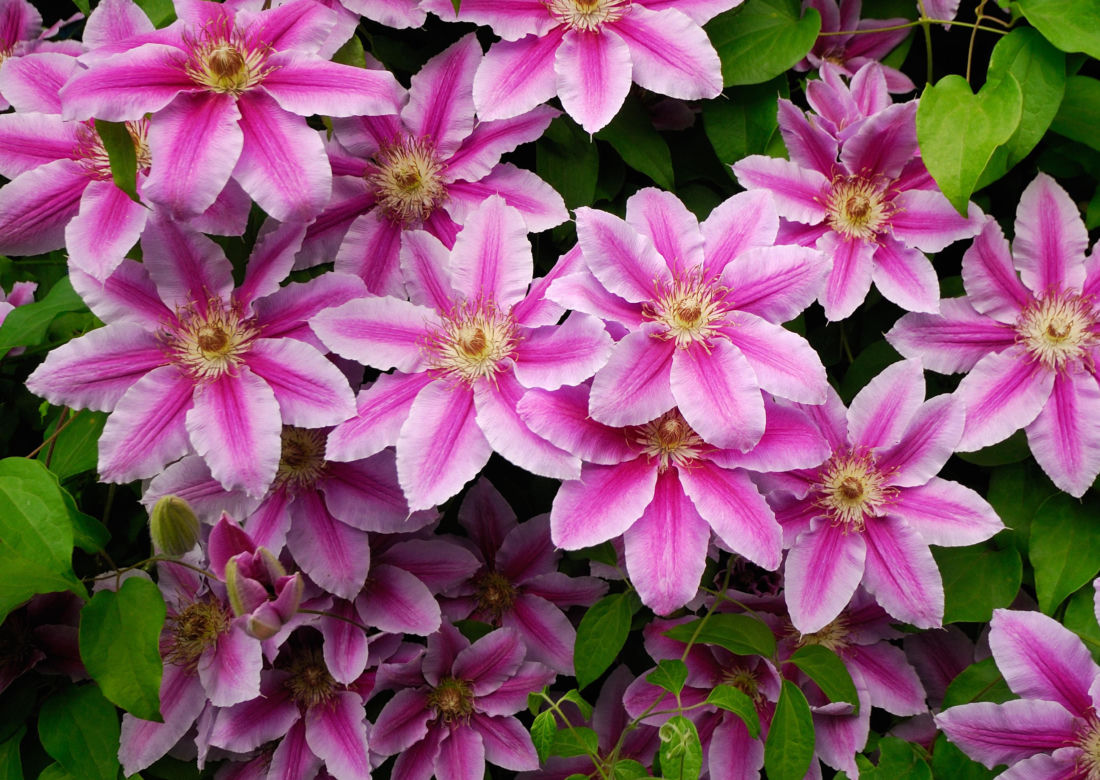 Powojnik (Clematis)