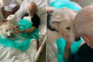 Piesek nie widział swojego pana przez pół roku. Wzruszające sceny w szpitalu w Legnicy!