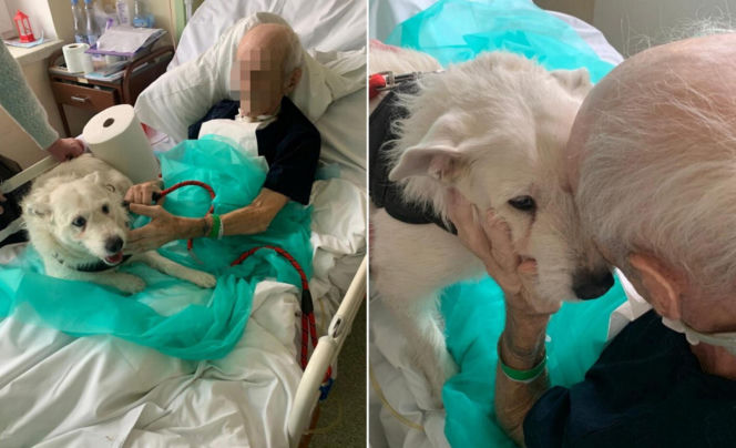 Piesek nie widział swojego pana przez pół roku. Wzruszające sceny w szpitalu w Legnicy!