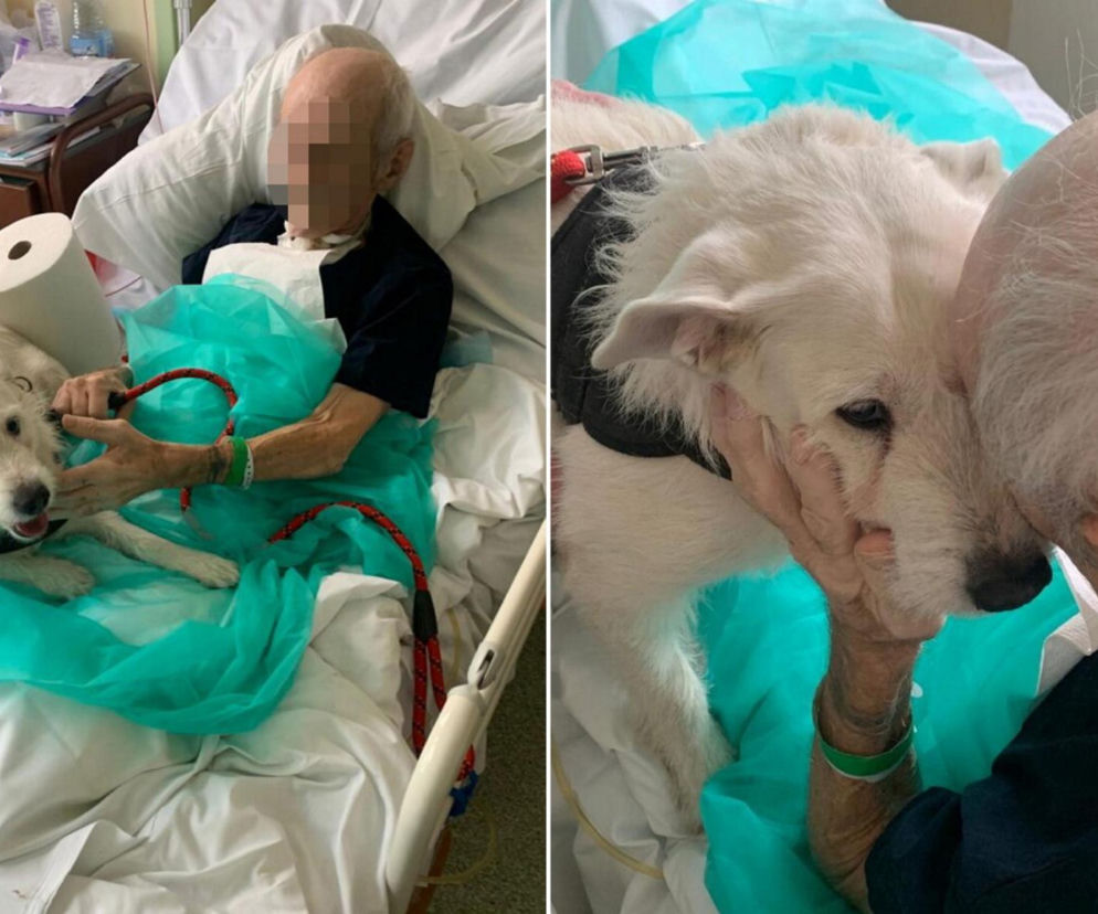 Legnica. Suczka Saba nie widziała właściciela przez 6 miesięcy. Odwiedziła go w szpitalu [ZDJĘCIA].