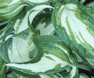 Hosta