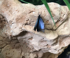 Motylarnia w zoo Wrocław