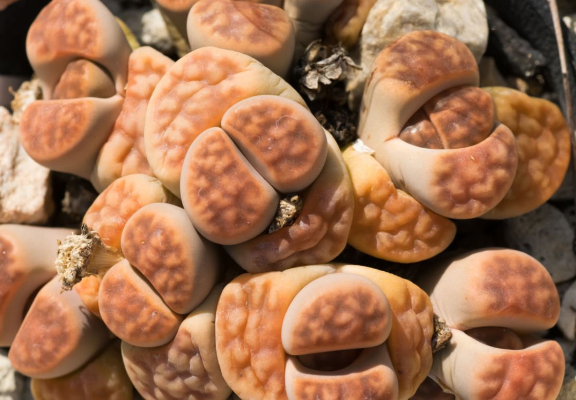 Lithops
