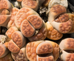 Lithops