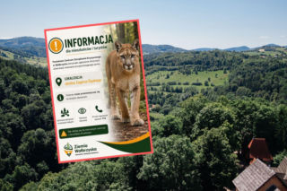 Puma grasuje na Dolnym Śląsku? Kolejne zgłoszenie i ważny apel służb