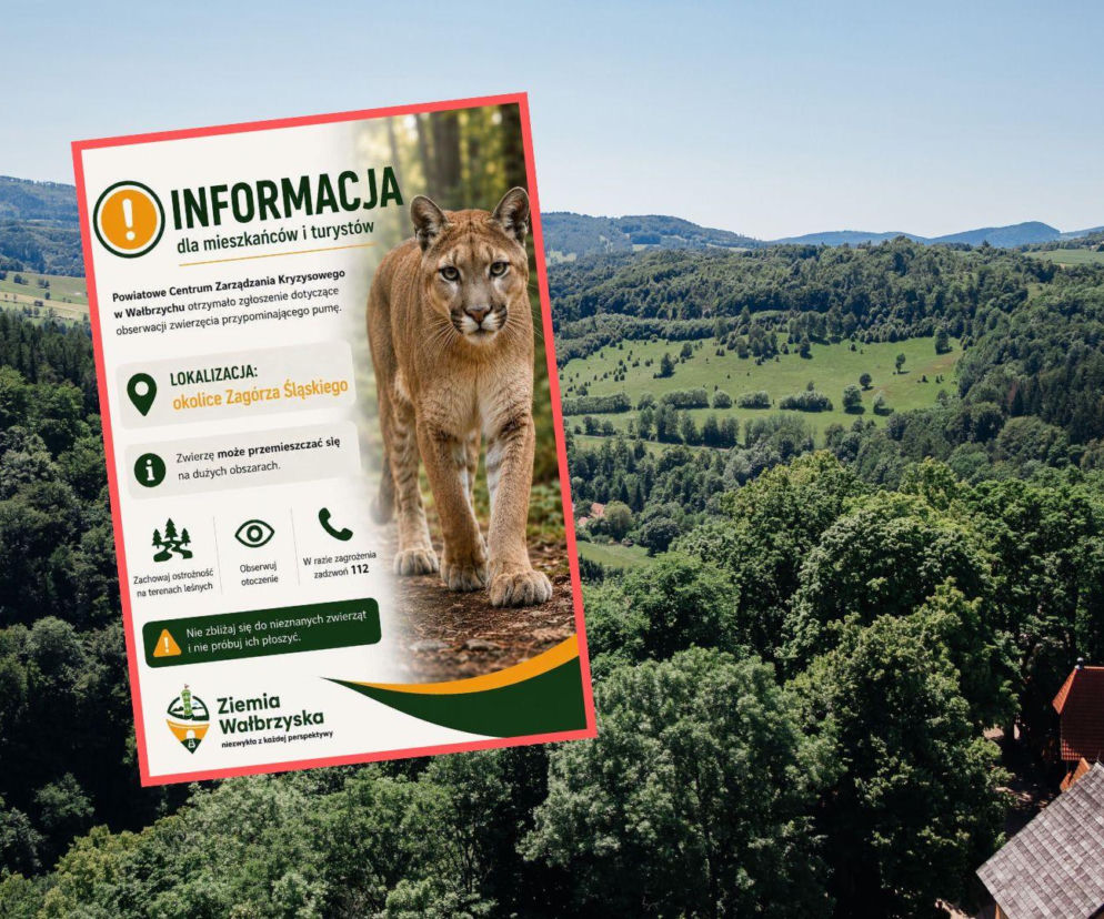 Alarm pod Wałbrzychem. Puma widziana w okolicy Zagórza Śląskiego?