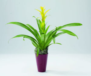 Guzmania