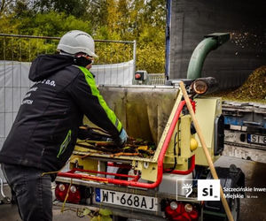 Usuwanie rdestowca na budowie Trasy Północnej