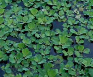 Rośliny wodne w walce z rakiem. Nowe odkrycia naukowców z KUL