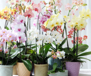 Storczyki Phalaenopsis