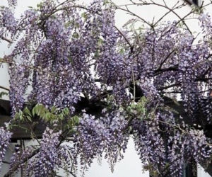 Glicynia chińska 'Prolific'