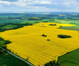 Dywany rzepaku na Mazurach. Gdzie znajdziemy tak spektakularne widoki? [ZDJĘCIA Z LOTU PTAKA]