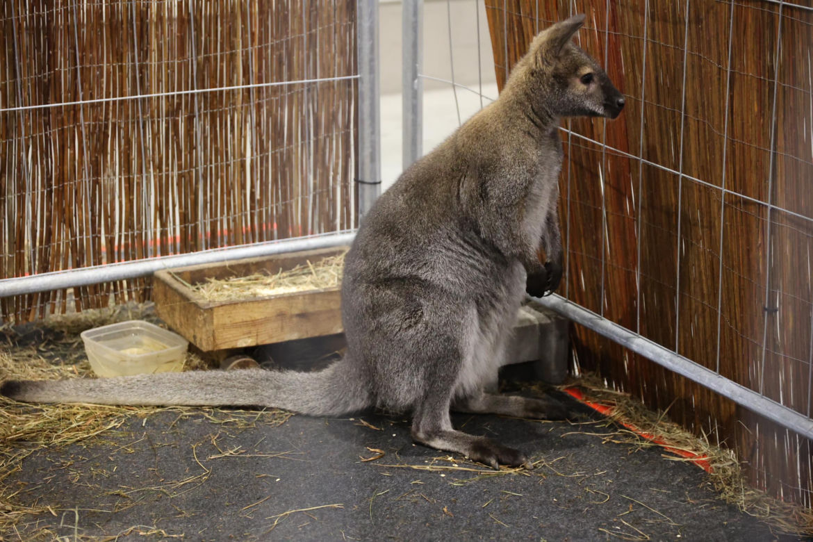 Zoopark 2024 w Lublinie. Można podziwiać wiele gatunków zwierząt