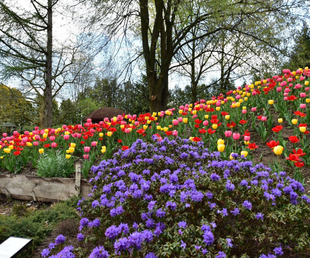 Arboretum Bolestraszyce