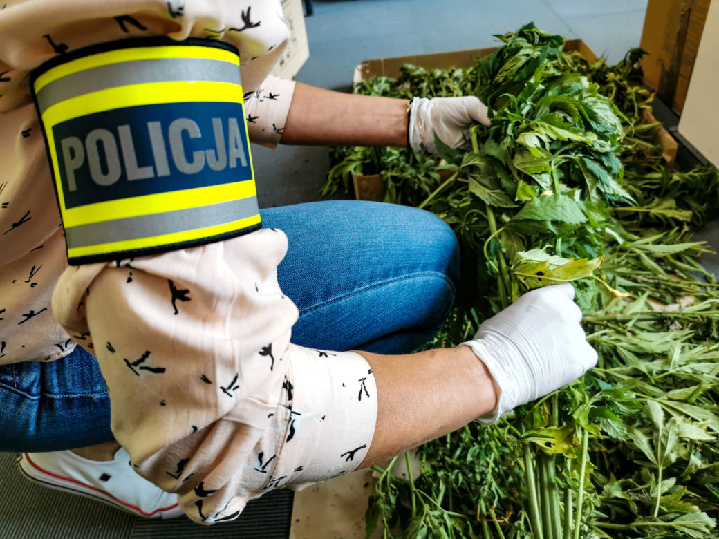 Plantacja marihuany w gminie Wasilków