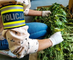 Plantacja marihuany w gminie Wasilków