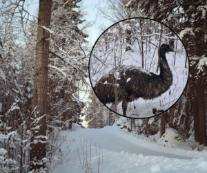 Po lesie pod Garwolinem błąkał się... emu. Ptak uciekł z hodowli przez huk fajerwerków