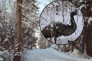 Po lesie pod Garwolinem błąkał się... emu. Ptak uciekł z hodowli przez huk fajerwerków
