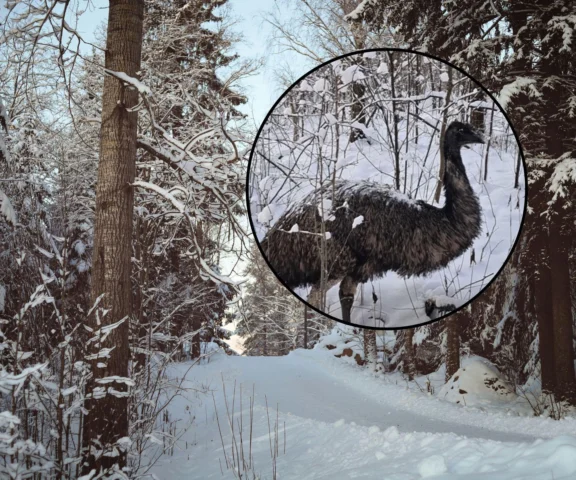 Po lesie pod Garwolinem błąkał się... emu