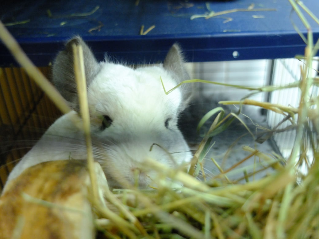 W Lublinie działa..."okno życia" dla małych zwierząt. Są szczurki, myszki, na nawet króliki i świnki morskie. Można je adoptować.
