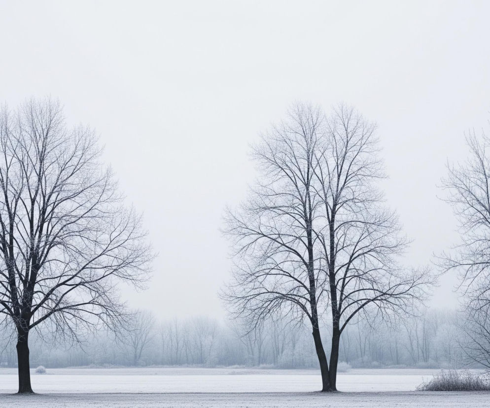 Trzy nagie drzewa o rozłożystych konarach i pniach dominują w centralnej części kadru, umieszczone na tle zimowego pejzażu. Gałęzie drzew pokryte są delikatną warstwą szronu, nadającą im srebrzysty odcień, a ich ciemne sylwetki wyraźnie odcinają się od jasnego, zamglonego nieba. Dół obrazu zajmuje pokryta szronem, płaska równina, za którą rozciąga się pas lasu z licznymi drzewami zanurzonymi w lekkiej mgle, tworząc harmonijną, chłodną kompozycję barw w odcieniach bieli, szarości i błękitu.