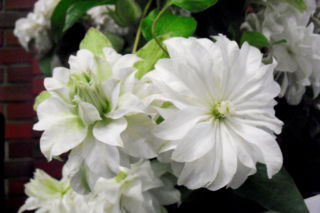 Powojnik wielkokwiatowy 'Maria Skłodowska-Curie' - Clematis 'Maria Skłodowska-Curie'