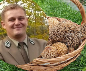 Pierwsze wiosenne grzyby w lasach Świętokrzyskich