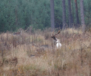 Biała łania daniela