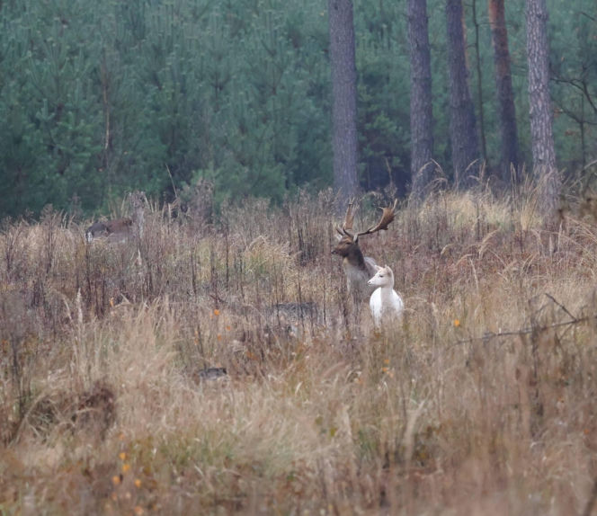 Biała łania daniela