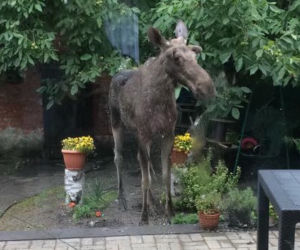 Bydgoszczanka spotkała w ogrodzie... łosia. Zwierzę spacerowało przed jej domem [ZDJĘCIA]