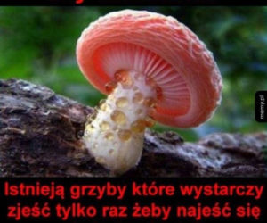 Trwa sezon na grzyby! Oto najlepsze memy o grzybiarzach!
