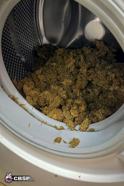 Marihuana była nawet w wannie i pralce! Służby zatrzymały gang narkotykowy