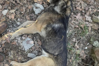 Martwe psy w kapliczce cmentarnej na Dolnym Śląsku. Trwa ustalanie przyczyny śmierci