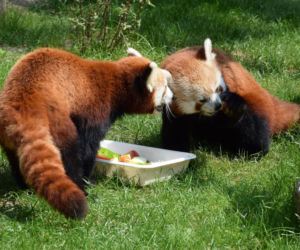 Zoo w Poznaniu chwali się pandami rudymi. Tylko na nie popatrzcie!