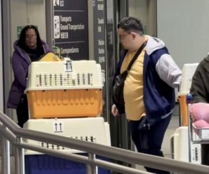 Malwina Wędzikowska uratowała psa