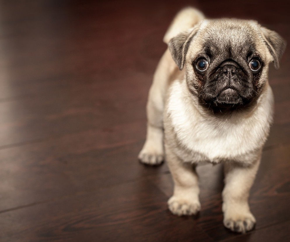 mops