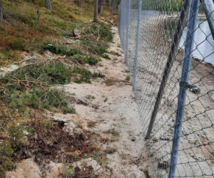 Jezioro Wielkie Oczko ogrodzone płotem. Zwierzęta odcięte od wody. Radny Gdańska: Takiej dewastacji dawno nie widziałem