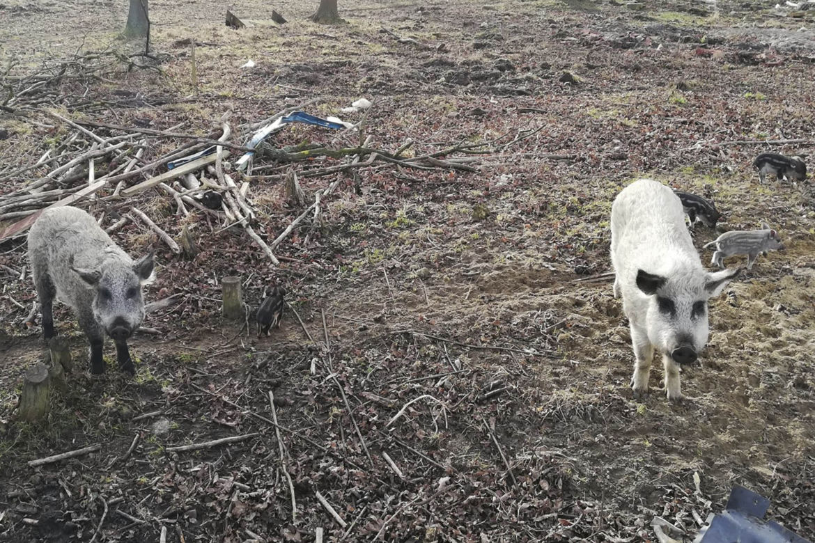 Horror koło Lubina. Świnie zjadły rolnika
