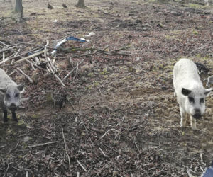 Horror koło Lubina. Świnie zjadły rolnika