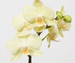 Phalaenopsis