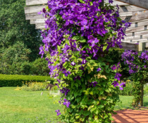 Clematis 'Jackmanii' 