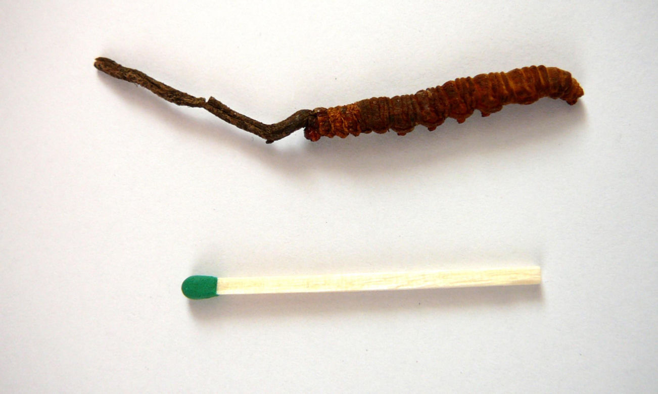 Yartsa Gunbu 