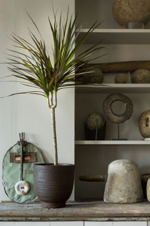 Dracena obrzeżona